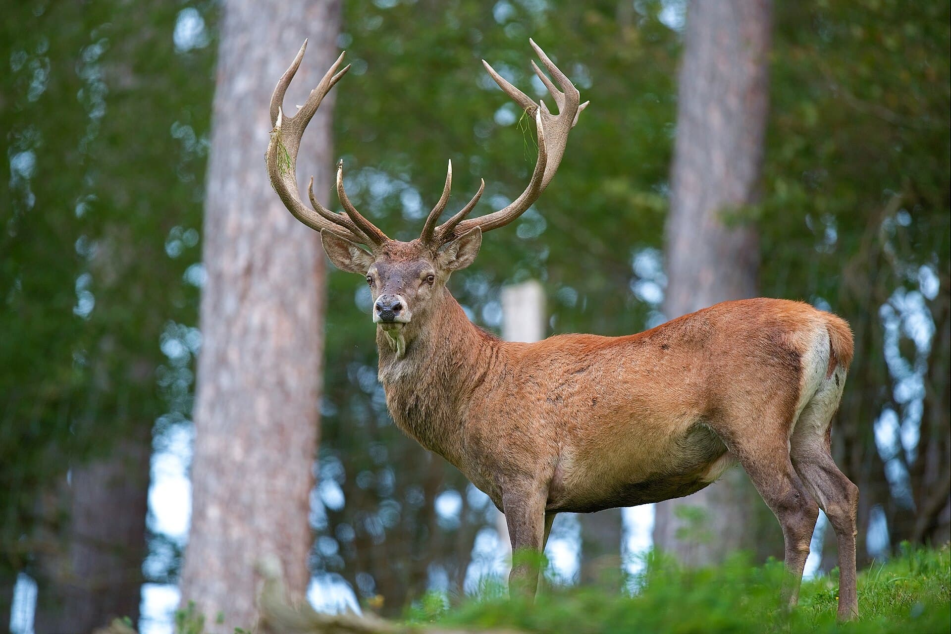 Highland Wildlife Park